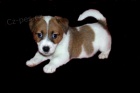 Jack Russell terier - levn