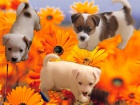 Jack Russell terier - levn