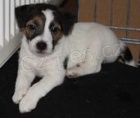 Jack Russell terir s PP