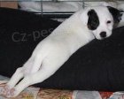 Jack Russell terir s PP