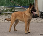 Belgick ovk malinois - ron pes s PP