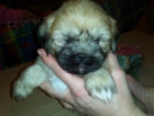 Lhasa apso s PP