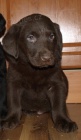 labrador retriever tntka