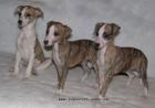 Whippet - vipet  