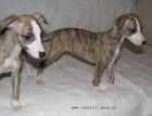 Whippet - vipet  