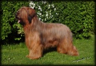 Briard