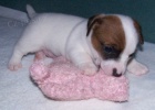 Nabzme pejsky JRT