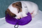 Nabzme pejsky JRT