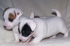 Nabzme pejsky JRT