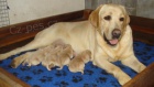 Labradorsk retriever s PP