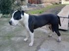 Nabdka kryt - staford s pitbullem