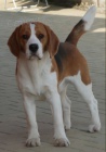 beagle, bgl, nabdka kryt