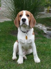 beagle, bgl, nabdka kryt