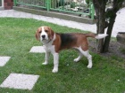 beagle, bgl, nabdka kryt