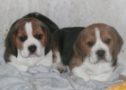 beagle, bgl, nabdka kryt