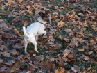 Nabdka kryt JRT
