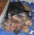 Jork�irsk� teri�r - �t���tka