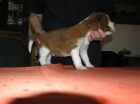 Welsh Springer Spaniel