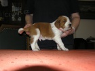 Welsh Springer Spaniel