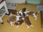 Welsh Springer Spaniel