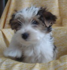 Raritka - b�l� jork��rek - biewer bez PP