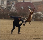 Belgick ovk malinois - tata s PP