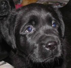 Labrador Retriever s PP (tn)