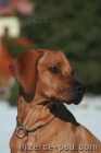 Rhodzsk Ridgeback tata s PP