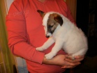 LUXUSN FENEKA JACK RUSSEL TERIER - RODIE S PP