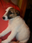 LUXUSN FENEKA JACK RUSSEL TERIER - RODIE S PP