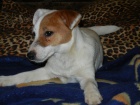 LUXUSN PEJSEK JACK RUSSELL TERIER - PO PAPROVCH RODICH