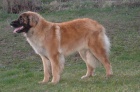 ttka leonberger s PP