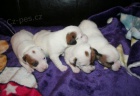 Jack russel terrier s PP