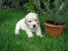 Stata Golden retriever (Zlat retriever)
