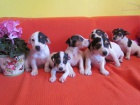 jack russell terier 3000 k tntka