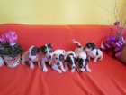 jack russell terier 3000 k tntka