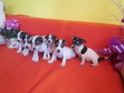 jack russell terier 3000 k tntka