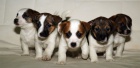 tata jack russell teriera s PP