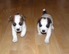 tata jack russell teriera s PP