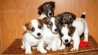 tata jack russell teriera s PP
