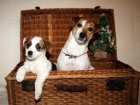 tata jack russell teriera s PP