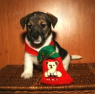 tata jack russell teriera s PP
