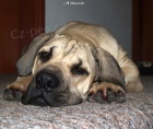 Boerboel tn - krsn 8ms pejsek