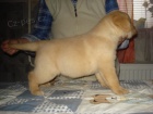 Labradorsk retriever s PP