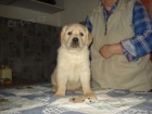 Labradorsk retriever s PP