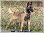 Belgick ovk malinois