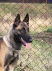 Belgick ovk malinois