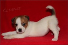 Jack russel terrier s PP