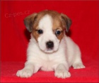 Jack russel terrier s PP