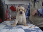 Labradorsk retriever s PP